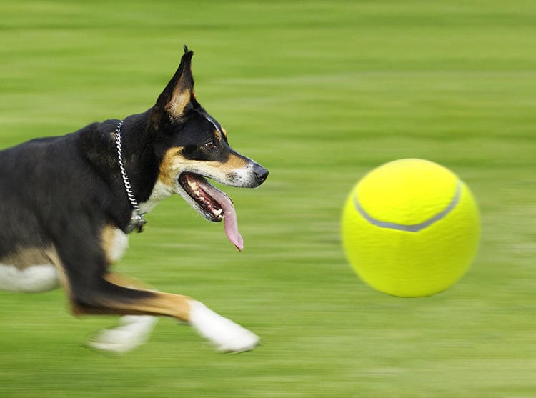 New Monster Tennis Ball